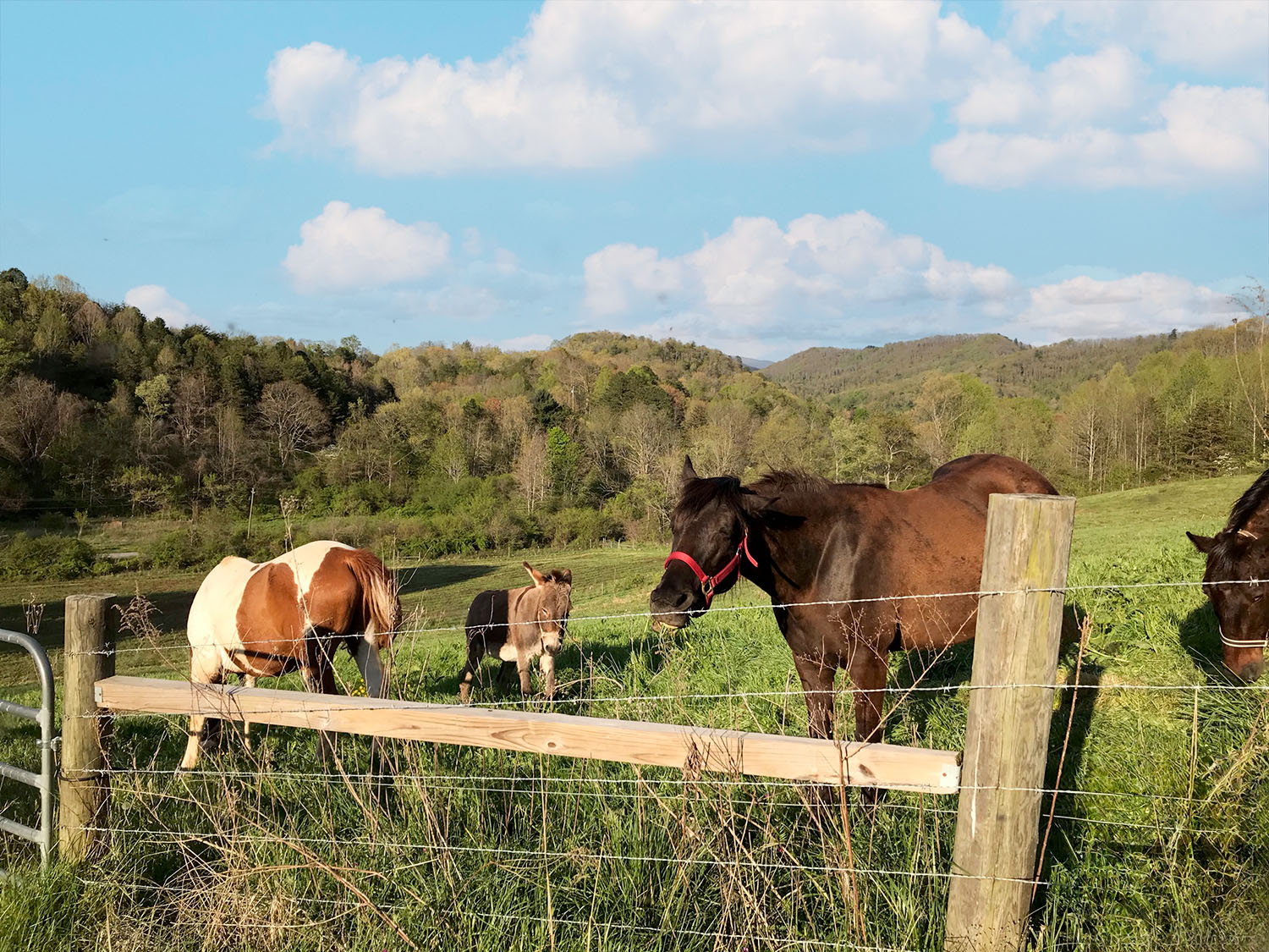 Horses at pasture at a Greeneville TN homestead in the East TN hill country